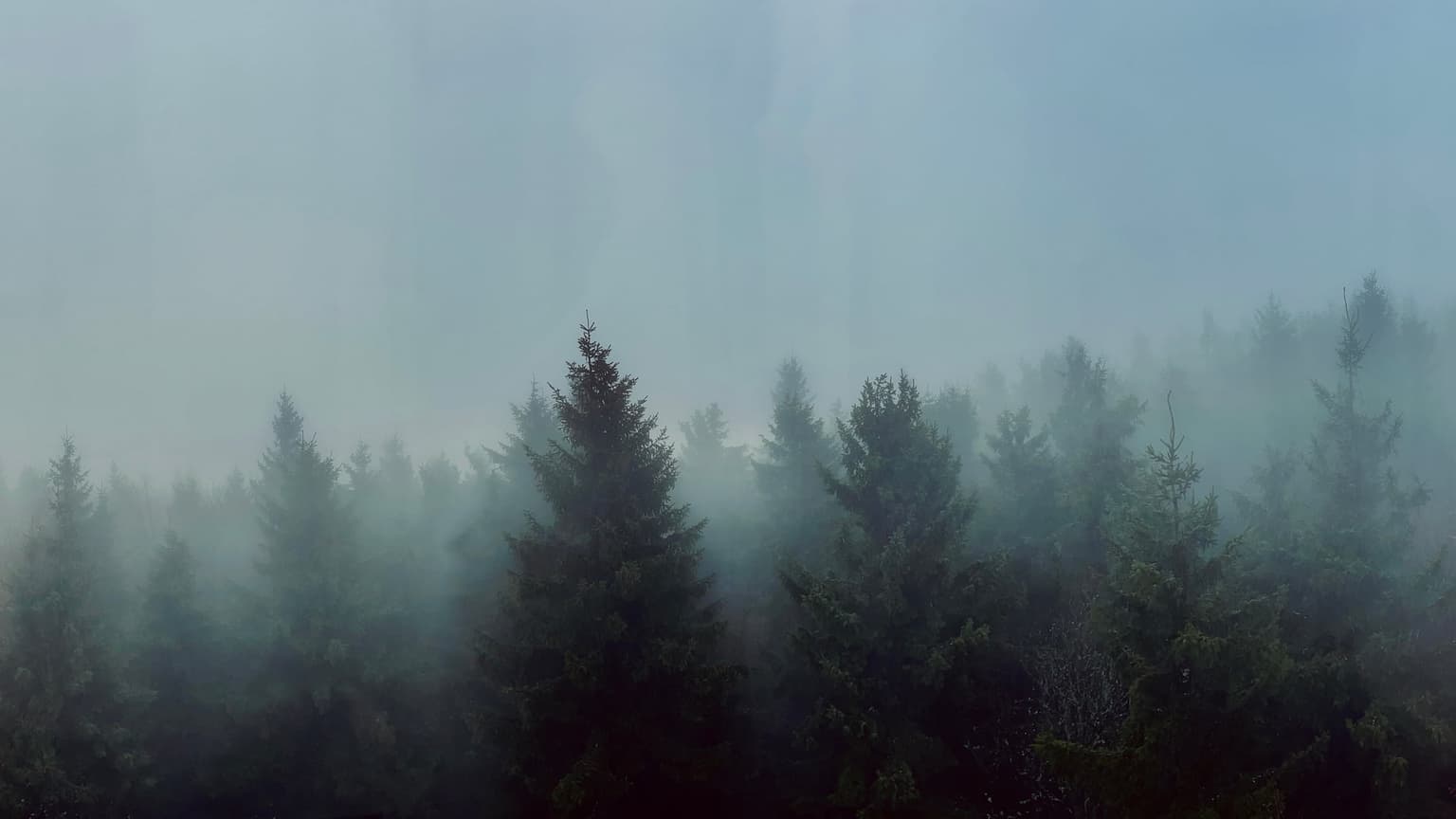 Foggy mountain landscape with trees emerging through the mist